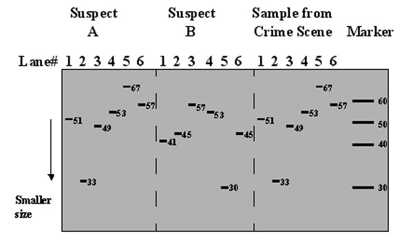 STR sequences